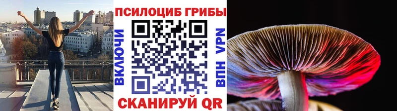 Псилоцибиновые грибы Psilocybine cubensis  Красноармейск 
